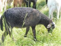 Braunes Haarschaf,Nolana,Lämmer Thüringen - Ronneburg Vorschau