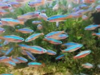 Roter Neon Salmler Aquarienfische Zierfische Schwarmfische Niedersachsen - Ilsede Vorschau