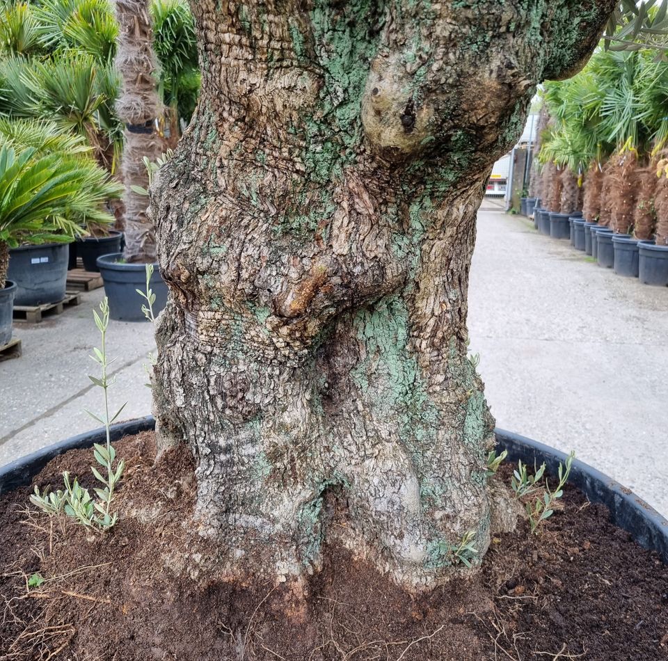 Olivenbaum Hojiblanca Nr. 12 "Olea Europaea" 130cm Stammumfang in Oberhausen