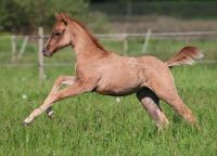 typvolles Quarter Horse Stutfohlen Topsail Whiz x Gunner Niedersachsen - Zeven Vorschau