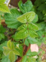 Stachellose Brombeere Pflanze Bayern - Hohenwart Vorschau