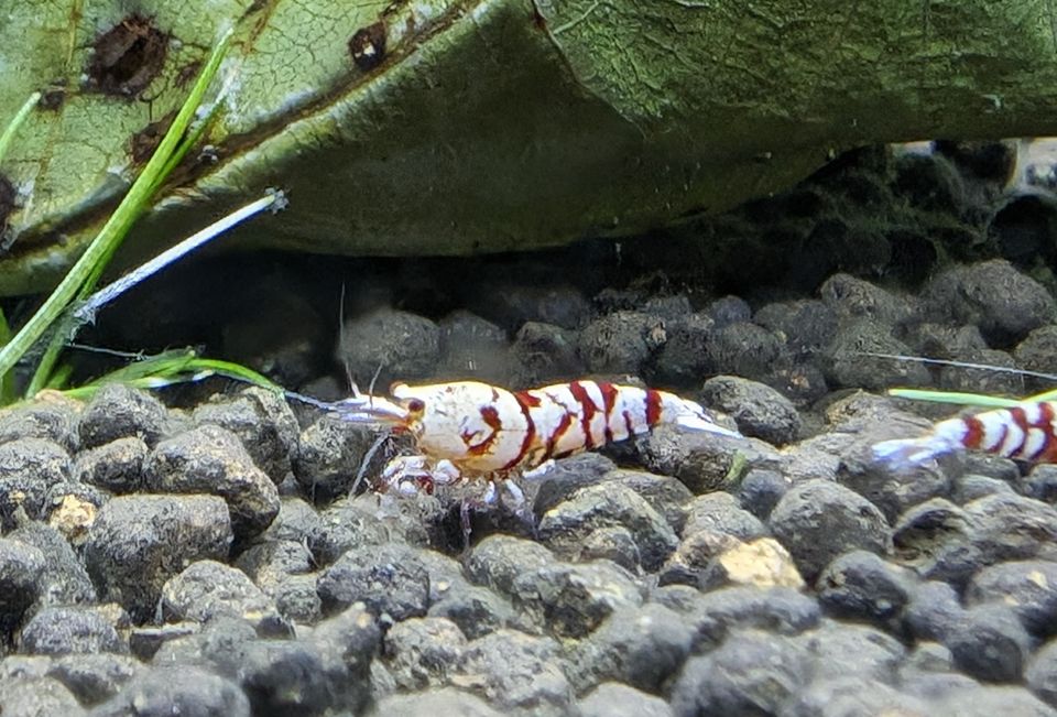 Red Fancy Tiger Caridina Garnelen 10er Gruppe in Arnsberg