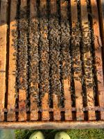 Bienenvölker auf Zanderrähmchen Bayern - Winzer Vorschau