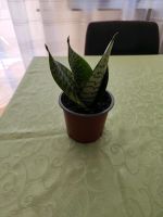 Sansevieria Baden-Württemberg - Teningen Vorschau