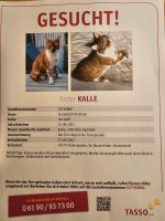 Kater entlaufen / spurlos verschwunden Niedersachsen - Ostercappeln Vorschau