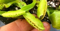 NEU! 'G 3' Dionaea muscipula Venusfliegenfalle Saarland - Sulzbach (Saar) Vorschau