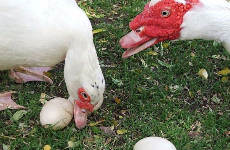 Wir verkaufen Enten Flugenten Warzenenten Reinrassig Hünchen Hahn in Mannheim