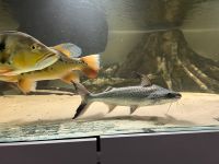 Lince catfish Bayern - Marzling Vorschau