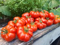 Alte Sorte aus dem Iran: Togorific,  Tomatensamen Niedersachsen - Oldenburg Vorschau