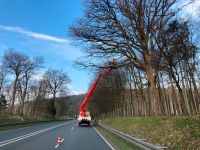 Baumfällung, Baufeldräumung, Forstarbeiten, Sturmschaden Nordrhein-Westfalen - Schlangen Vorschau