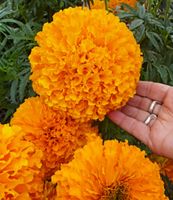 10 Samen Marigold Chedi Orange Riesen-Tagetes Schnittblume Saarland - Großrosseln Vorschau