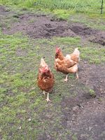 Hühner Legehennen Nordrhein-Westfalen - Espelkamp Vorschau