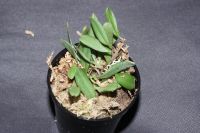 Stelis umbelliformis Orchidee Pleurothallis Phalaenopsis Miniatur Sachsen - Pegau Vorschau