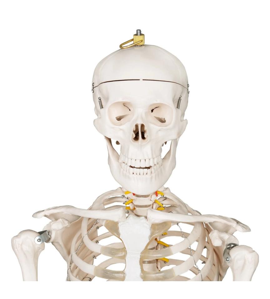 Menschliches Anatomie Skelett 181,5cm ORIGINAL VERPACKT!!! in Hainburg