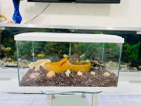 Fische Aquarium 54 Liter wie neue Berlin - Lichtenberg Vorschau