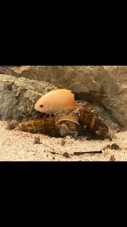 Sulcospira Testudinaria /Schnecken/Fische/Aquarium in Stade