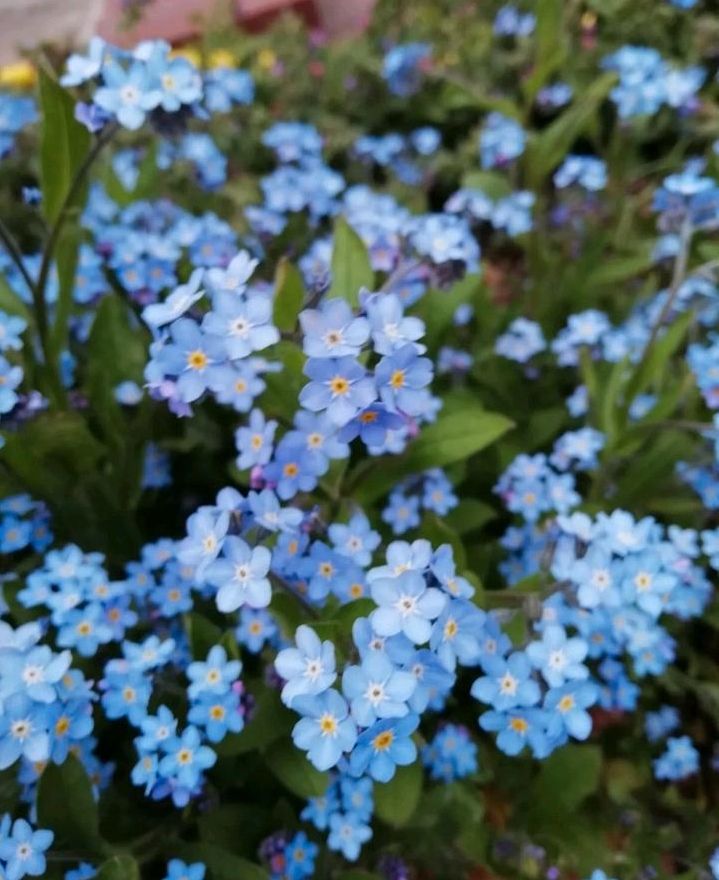 Vergissmeinnicht Samen weiß und blau in Dürrhennersdorf