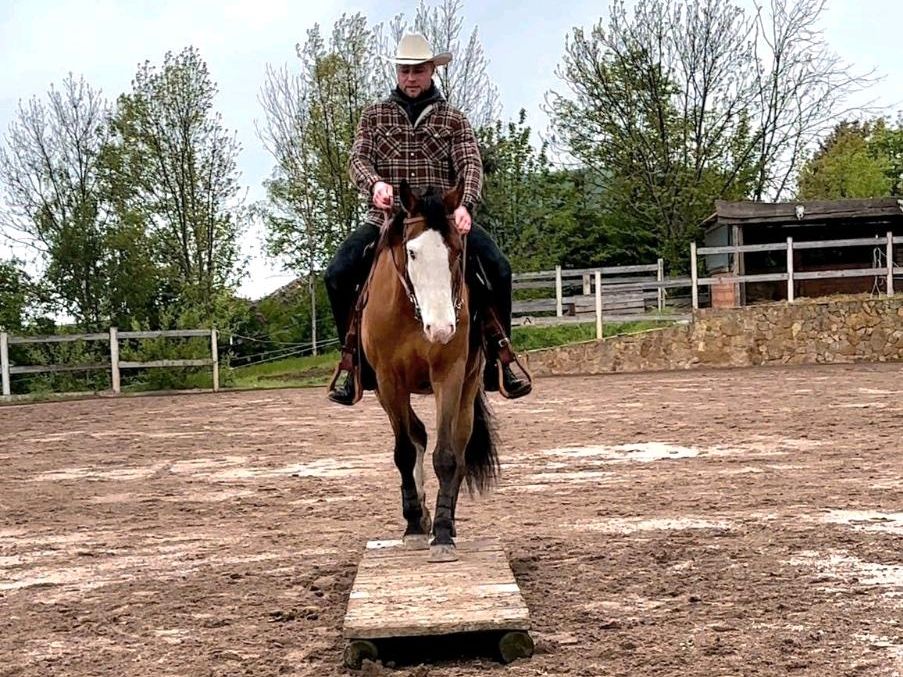 Painthorse-Mix Leevi in Mönchenholzhausen