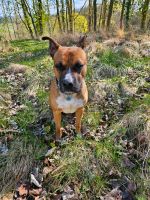 Schäferhund-Boxer MischlingWir geben schweren Herzen unseren Schä Hessen - Limburg Vorschau