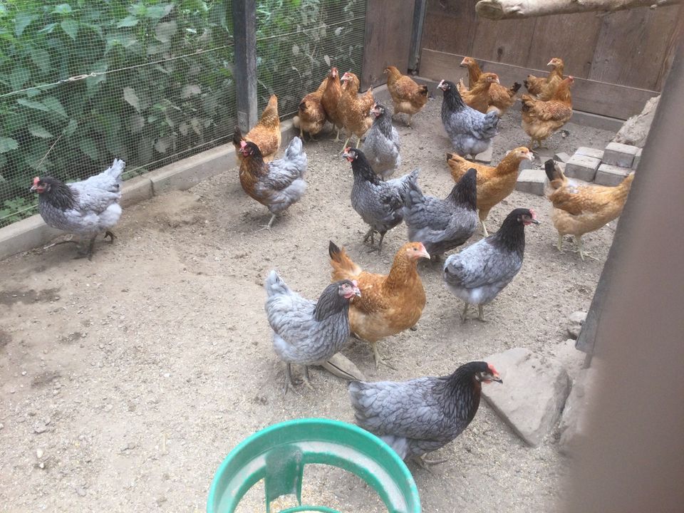 Junge 5 Monate Hühner Legehennen Gold Sassex , Königsberger in Lingenfeld