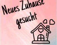 2 Studentinnen Suche 2-3 Zimmer Wohnung in Stuttgart bis ca 1200€ Baden-Württemberg - Böblingen Vorschau