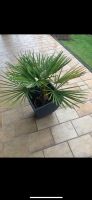 Palme Trachycarpus fortunei Nordrhein-Westfalen - Lippstadt Vorschau