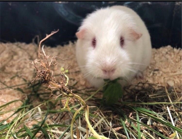 Zwei Meerschweinchen Brüder suchen neues Traumzuhause in Lüdenscheid