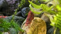 Neocaridina davidi Red Sakura Zwerggarnelen  10 Stück Aachen - Aachen-Haaren Vorschau