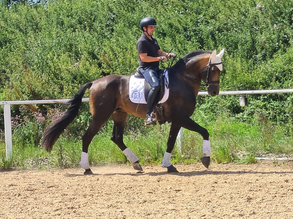 Urlaubsvertretung, Betreuung Pferd/Pony oder bei Krankheitsfall in Rot an der Rot