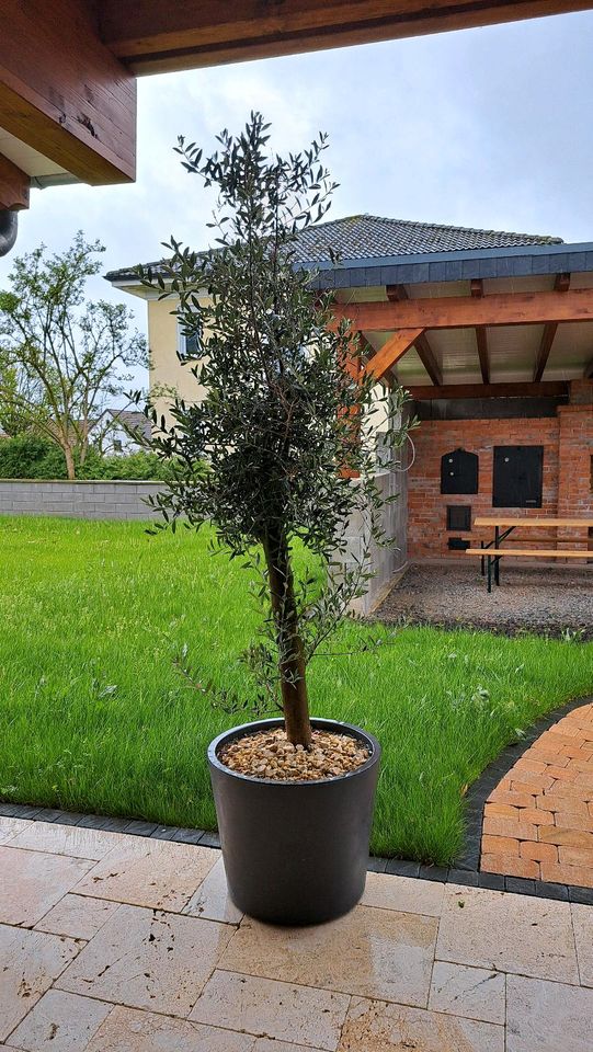 Olivenbaum in Laubach
