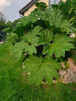 Prächtiges Mammutblatt; Riesenstaude; „Blickfang im Garten“ Sachsen - Zwickau Vorschau