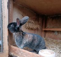 10 Kaninchen wegen Zuchtaufgabe zu verkaufen Brandenburg - Löwenberger Land Vorschau
