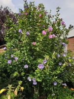 Hibiskus Pflanzen, wunderschön Nordrhein-Westfalen - Ahlen Vorschau