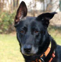 Marky, Mischling 4 Jahre, männlich, Tierhilfe Franken e.V. Bayern - Lauf a.d. Pegnitz Vorschau