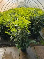 Buschige kirschlorbeer genolia 80-100 cm heckenpflanzen Niedersachsen - Edewecht Vorschau