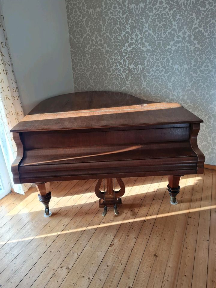 Bösendorfer Flügel , Pokorny Flügel,  163cm, ca. 1900 in Northeim