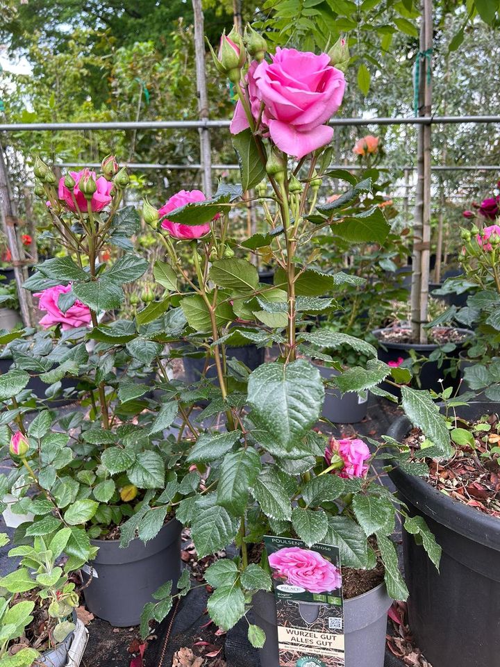 Beetrosen verschiedene Sorten / Duftrosen / Höhe 60cm in Bocholt