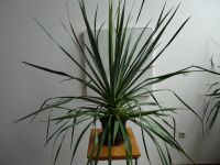 Neuseeland-Palme Cordyline Australis 130 cm #2 Baden-Württemberg - Plüderhausen Vorschau