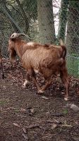 Ziege zu verkaufe Baden-Württemberg - Murg Vorschau