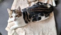 Kater entlaufen Nordrhein-Westfalen - Gronau (Westfalen) Vorschau