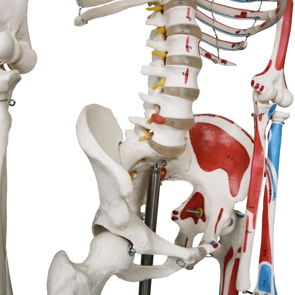 Menschliches Anatomie Skelett in Hainburg