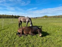 Pflege- und Einreitbeteiligung für meine Pferde. Bayern - Finning Vorschau
