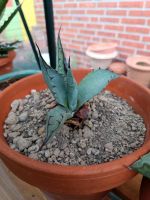 Winterharte Agave Pflanze mediterrane Niedersachsen - Scheeßel Vorschau