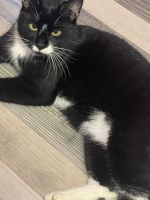 Katze gefunden 12203 Berlin Steglitz Berlin - Lichterfelde Vorschau