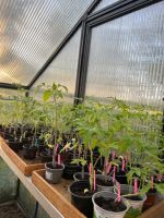 Tomatenpflanzen 25 Sorten im Set Brandenburg - Burg (Spreewald) Vorschau