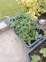 Junge tomatenpflanzen Mecklenburg-Vorpommern - Neubrandenburg Vorschau