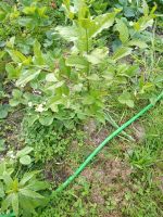 Pfaffenhütchen Pflanzen (Euonymus europaeus) Niedersachsen - Lüchow Vorschau