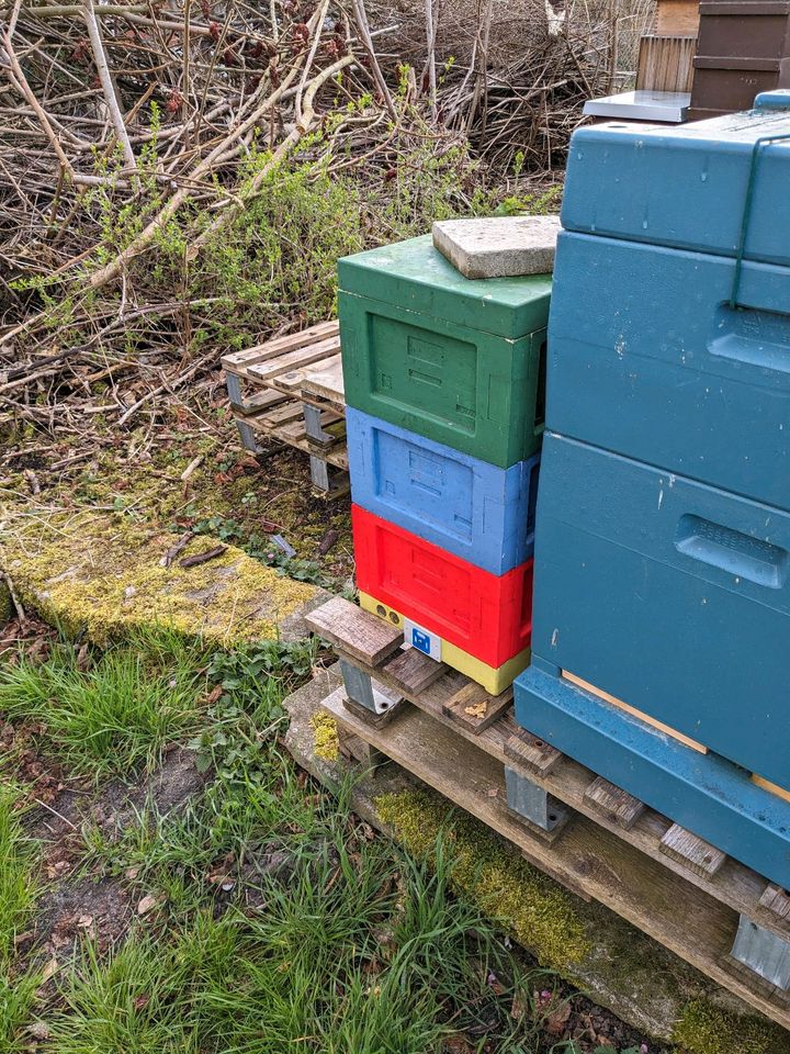 1x Bienenvolk auf Mini Plus/ 3 Zargen komplett in Potsdam