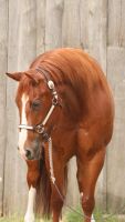 Quarter Horse Stute, 7 Jahre Brandenburg - Zehdenick Vorschau