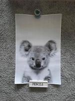 90×60 cm schwarz/weiß Poster Koala, Hase, Affe, Uhu Rheinland-Pfalz - Windhagen Vorschau